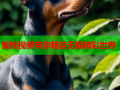 蜜桃视频带你畅游无限精彩世界